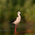 Black-winged_Stilt_Mark_Curley Black-winged Stilt at the waterside photography hide by Mark Curley