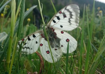 Birding tour Mongolia 2015 | Apollo Butterfly