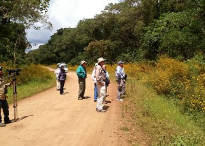 Birding tour Ethiopia 2015