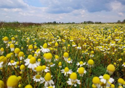 Birding tour in Hungary | Tower Hide in the distance