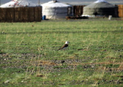 | Birding tour Mongolia
