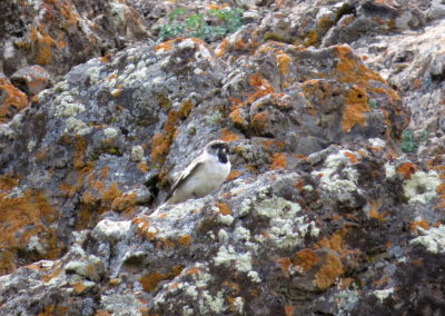 | Birding tour Mongolia