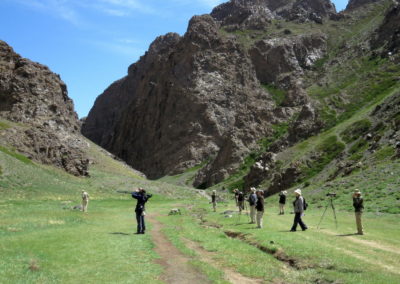 | Birding tour Mongolia