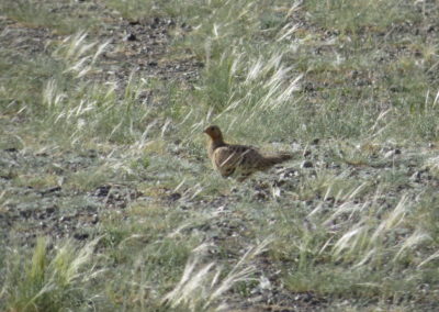 | Birding tour Mongolia