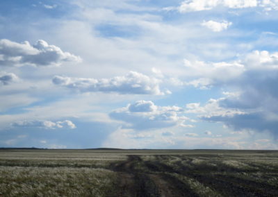 | Birding tour Mongolia