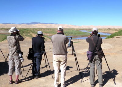 | Birding tour Mongolia