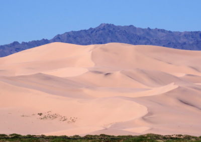 | Birding tour Mongolia