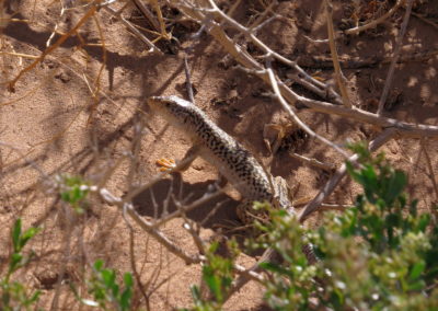 | Birding tour Mongolia