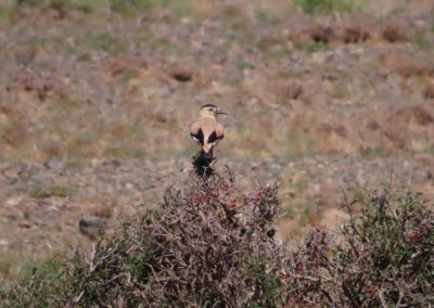 | Birding tour Mongolia