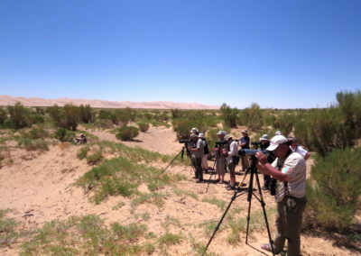 | Birding tour Mongolia