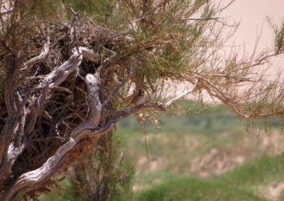 | Birding tour Mongolia