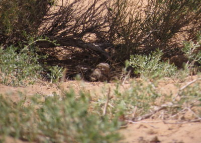 | Birding tour Mongolia