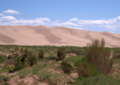 | Birding tour Mongolia