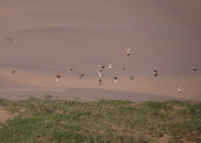 | Birding tour Mongolia