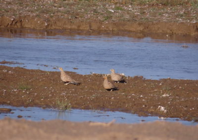 | Birding tour Mongolia