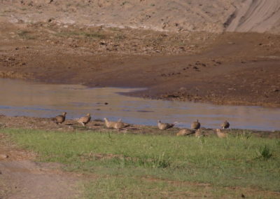 | Birding tour Mongolia