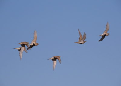 | Birding tour Mongolia