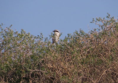| Birding tour Mongolia
