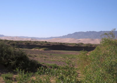 | Birding tour Mongolia