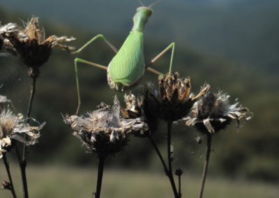 Wildlife Holidays Hungary