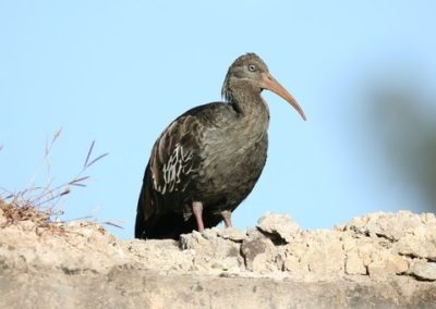 Hadada or Hadeda Ibis (Bostrychia hagedash) | Birding tours Ethiopia Africa