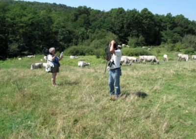 Small mammal watching holiday Hungary