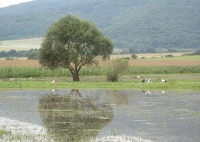 Small mammal watching holiday Hungary