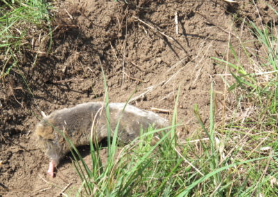 Small mammal watching holiday Hungary