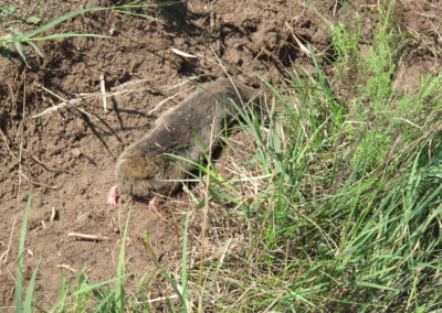Small mammal watching holiday Hungary