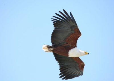 Birding tours Ethiopia Africa