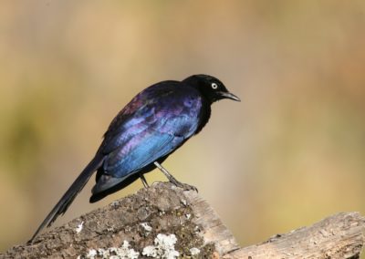 Birding tours Ethiopia Africa