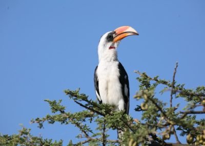 Von der Decken\'s Hornbill (Tockus deckeni) | Birding tours Ethiopia Africa