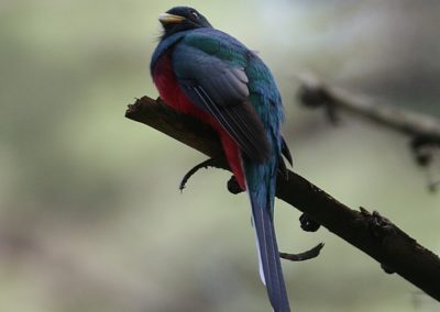 Narina Trogon (Apaloderma narina) | Birding tours Ethiopia Africa
