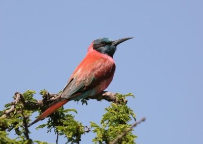 Northern Carmine Bee-eater (Merops nubicus) | Birding tours Ethiopia Africa