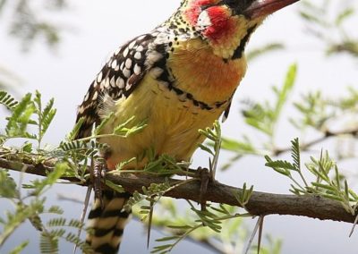 Red-and-yellow Barbet (Trachyphonus erythrocephalus) | Birding tours Ethiopia Africa
