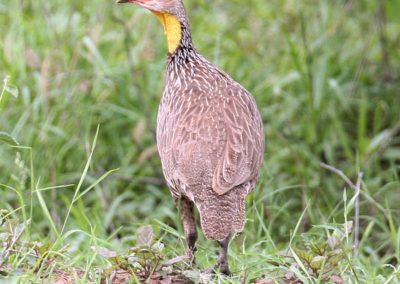 Yellow-necked Spurfowl or Yellow-necked Francolin (Pternistis leucoscepus) | Birding tours Ethiopia Africa