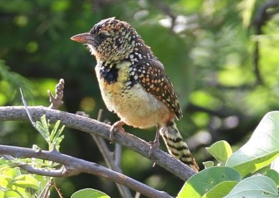 D\'Arnaud\'s Barbet (Trachyphonus darnaudii) | Birding tours Ethiopia Africa