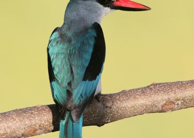 Woodland Kingfisher (Halcyon senegalensis)| Birding tours Ethiopia Africa