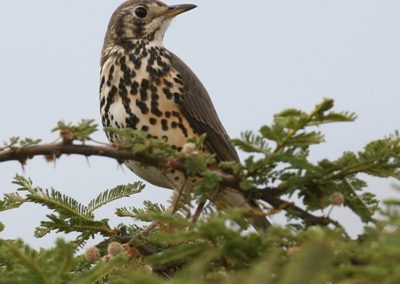 Groundscraper Thrush (Psophocichla litsitsirupa) | Birding tours Ethiopia Africa