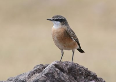 Birding tours Ethiopia Africa