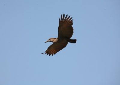 Hamerkop (Scopus umbretta) | Birding tours Ethiopia Africa