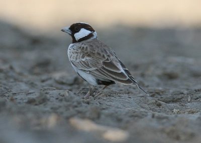 Chestnut-headed Sparrow-Lark (Eremopterix signatus) | Birding tours Ethiopia Africa