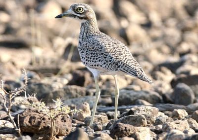 Spotted Thick-knee (Burhinus capensis) | Birding tours Ethiopia Africa