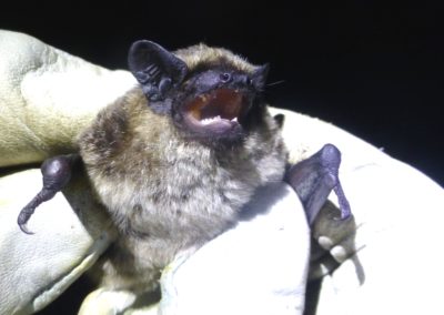 |Wildlife Holidays Hungary