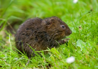 Small mammal holiday Hungary