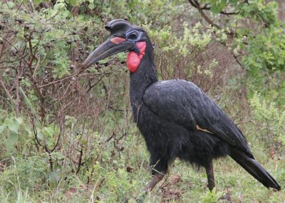 Birding tour Ethiopia 2015