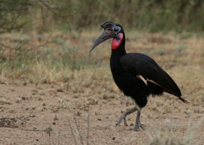Abyssinian ground hornbill or northern ground hornbill (Bucorvus abyssinicus)| Birding tour Ethiopia 2014