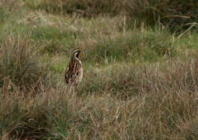 Birding tour Ethiopia 2015