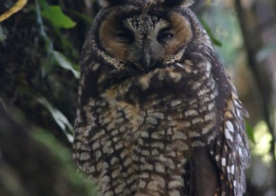 Abyssinian owl or African long-eared owl (Asio abyssinicus)| Birding tour Ethiopia 2014