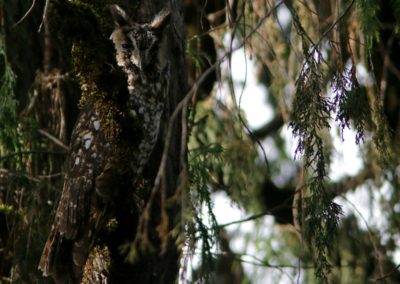 Abyssinian owl or African long-eared owl (Asio abyssinicus)| Birding tour Ethiopia 2014